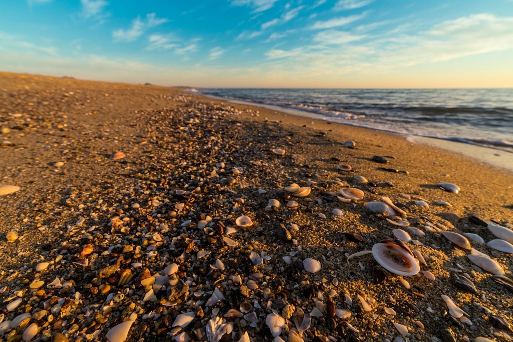 Shells on the Sea Of Cortez