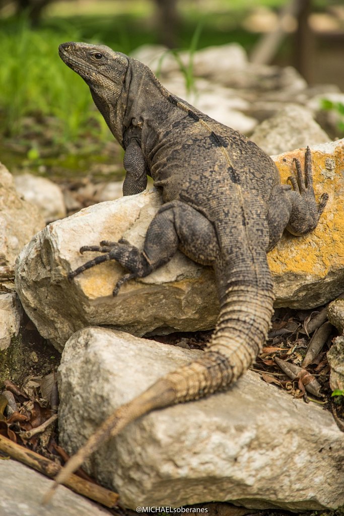 Iguana