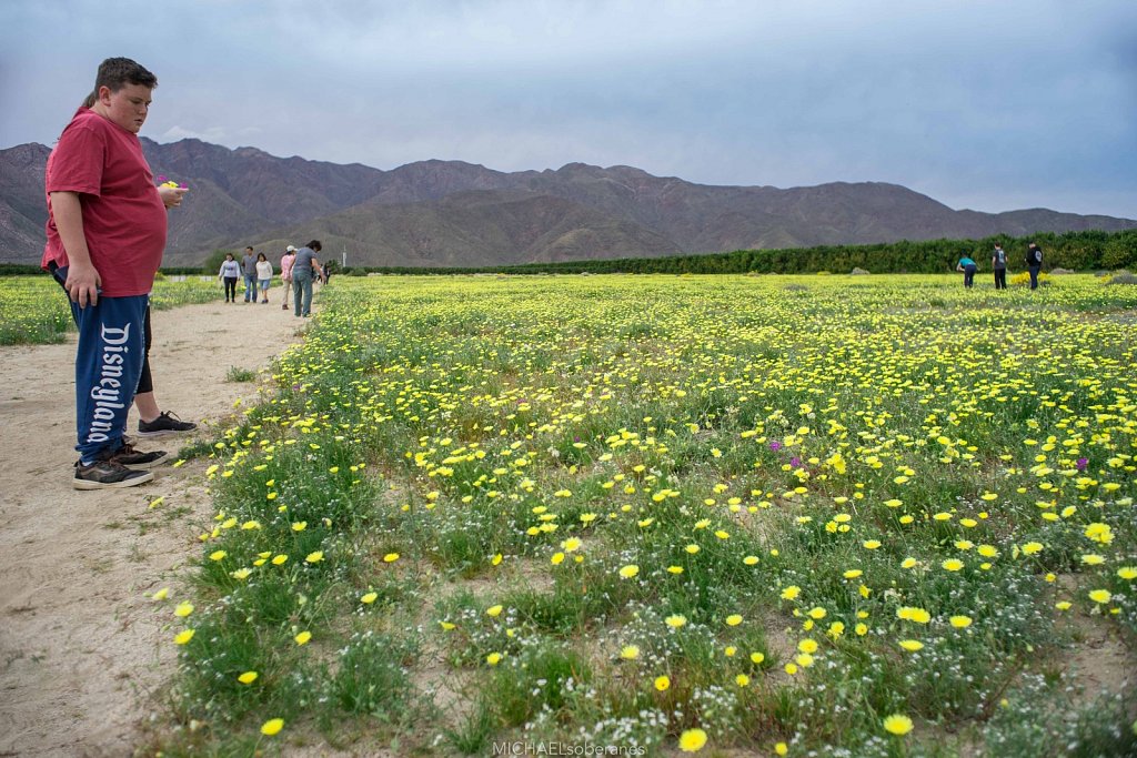 Anza-Borrego Desert State Park