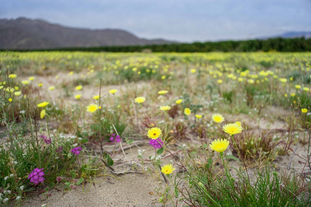 Anza-Borrego Desert State Park