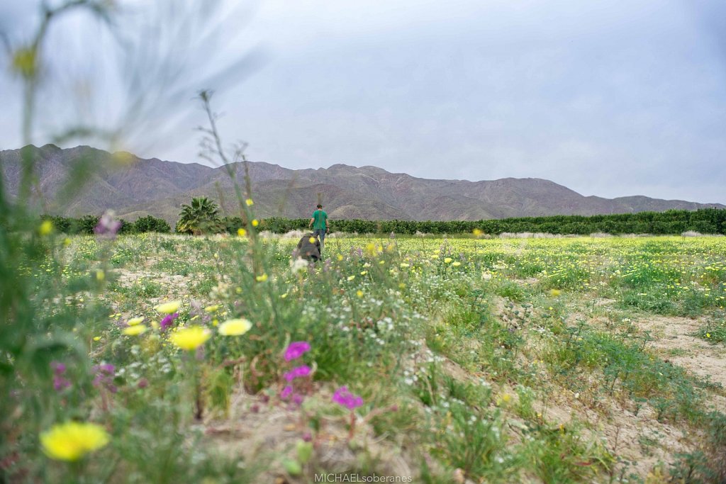 Anza-Borrego Desert State Park