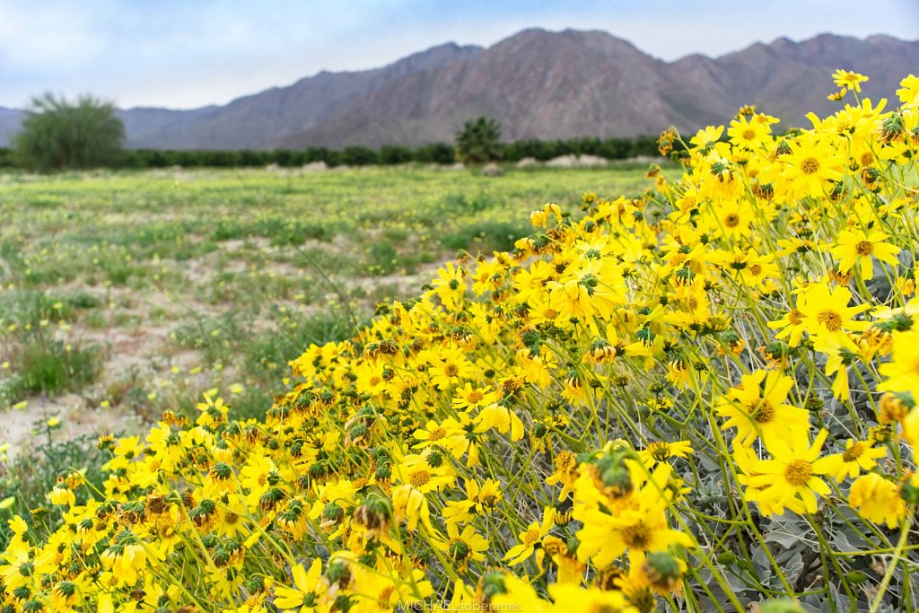 Anza-Borrego Desert State Park