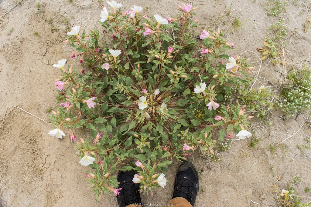 Anza-Borrego Desert State Park