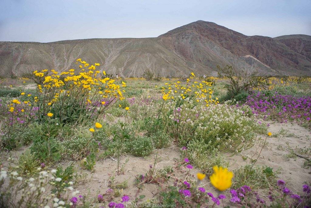 Anza-Borrego Desert State Park