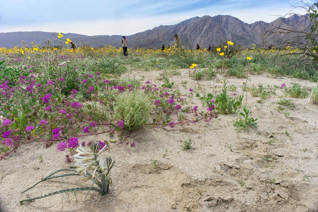 Anza-Borrego Desert State Park