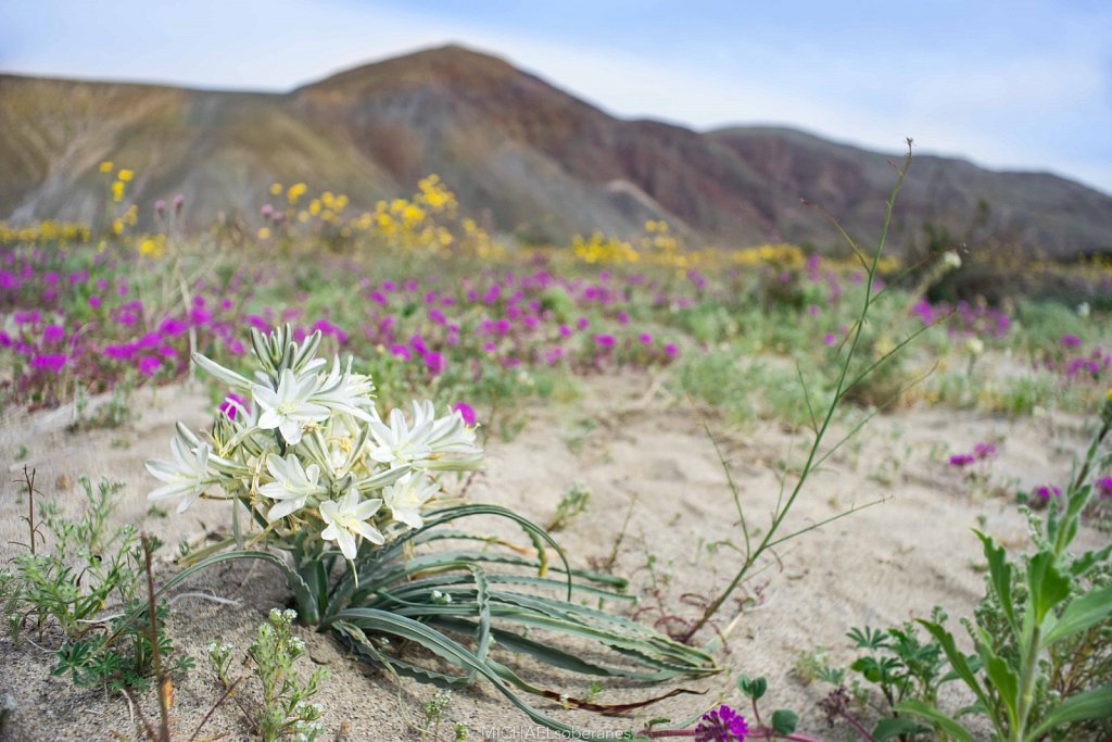 Anza-Borrego Desert State Park