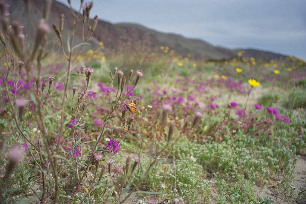 Anza-Borrego Desert State Park