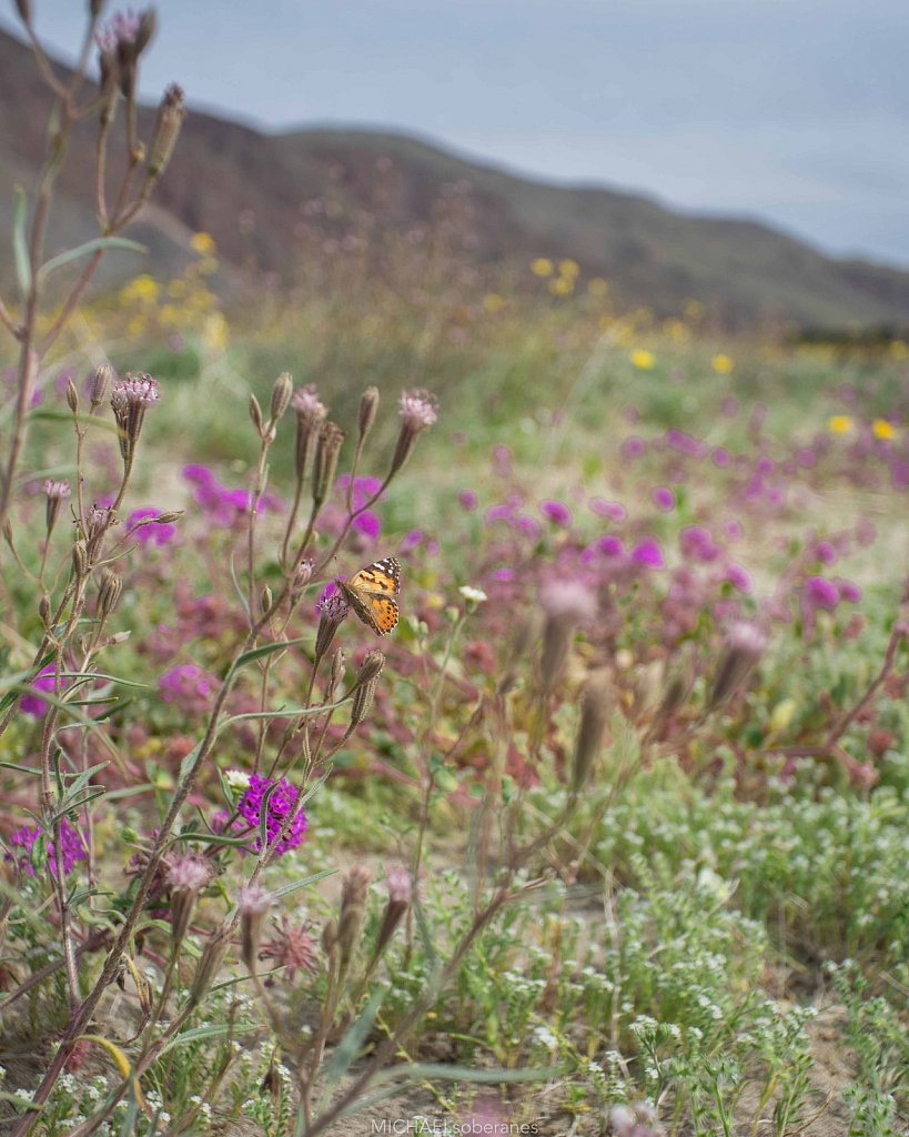 Anza-Borrego Desert State Park