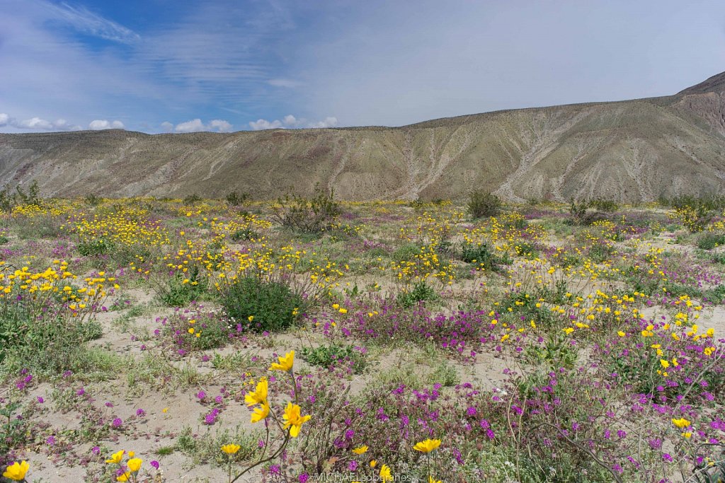 Anza-Borrego Desert State Park