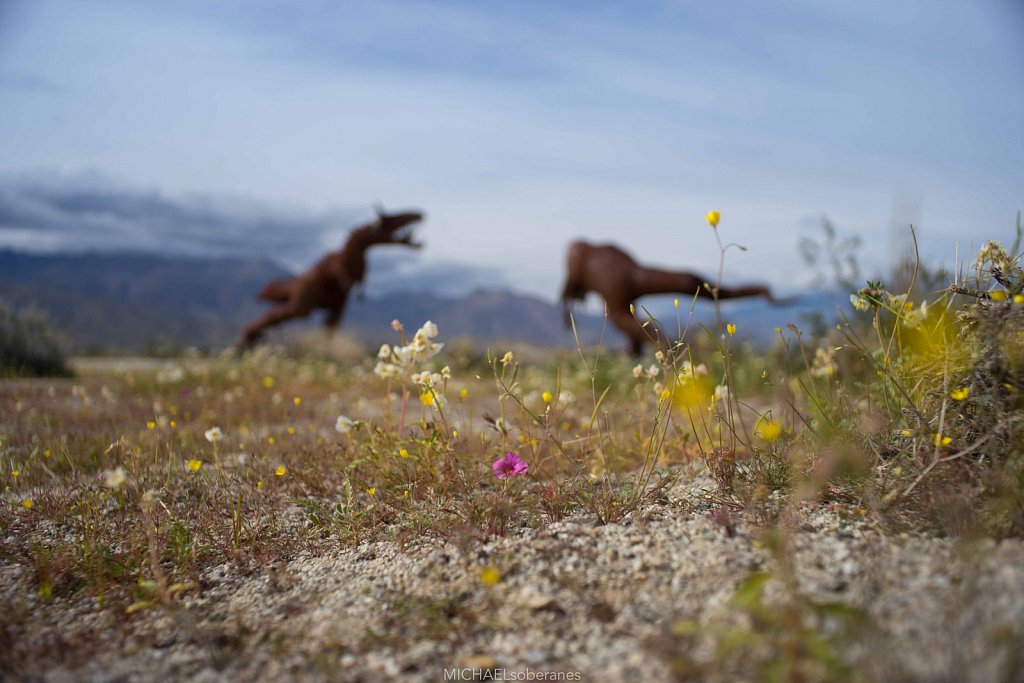 Anza-Borrego Desert State Park