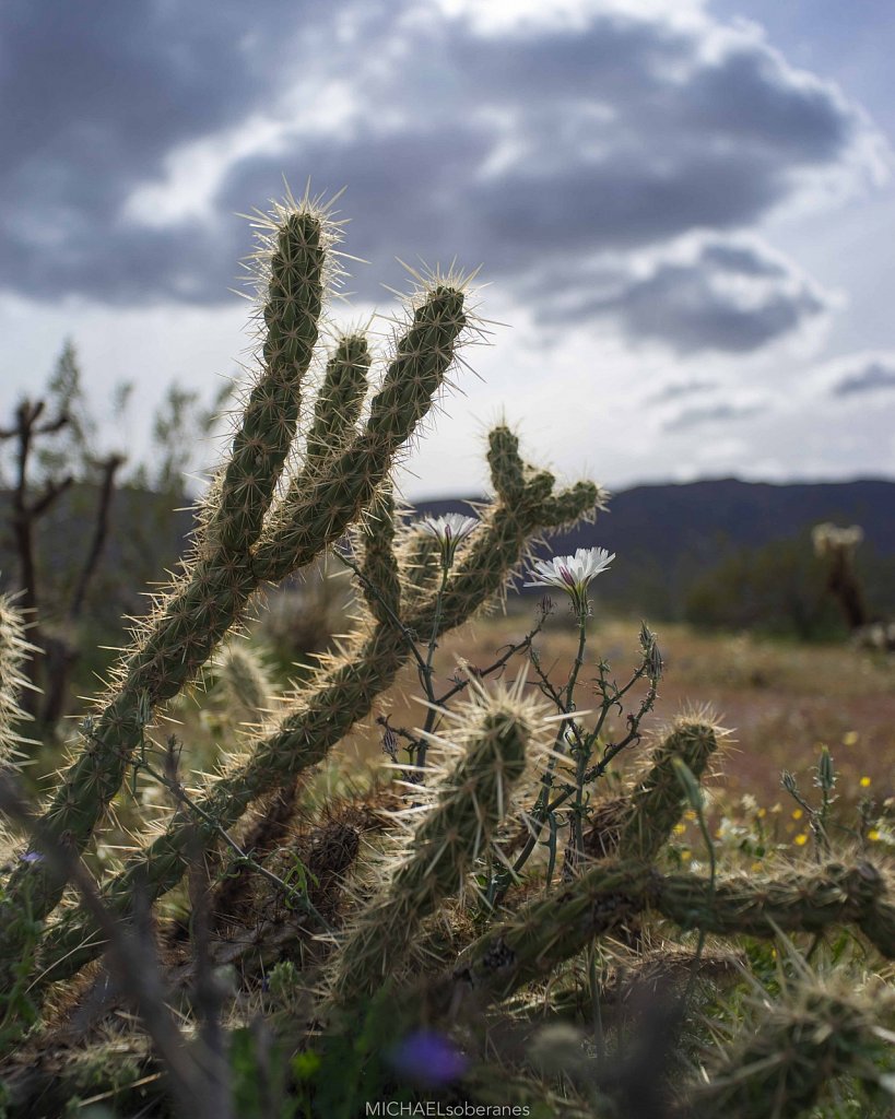 Anza-Borrego Desert State Park