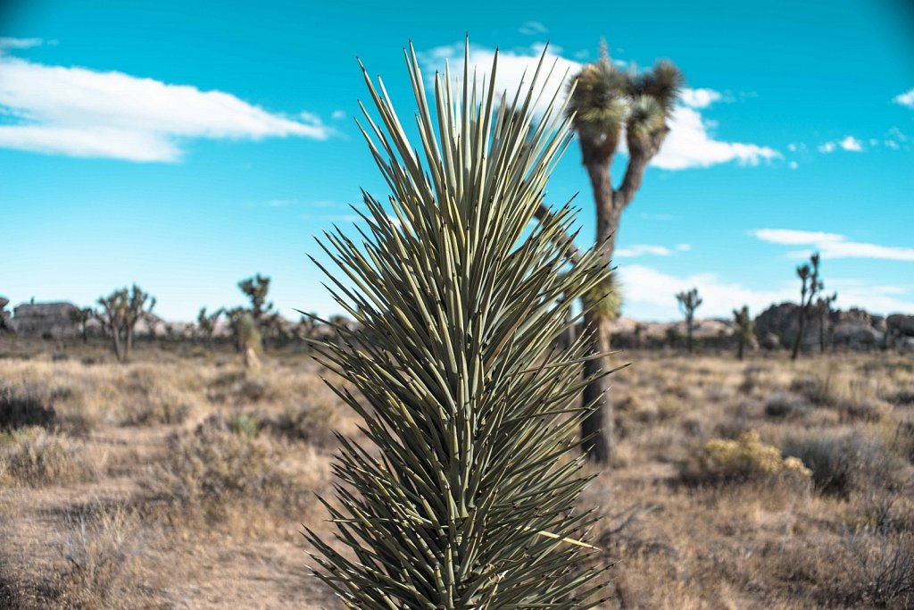 Joshua Tree National Park