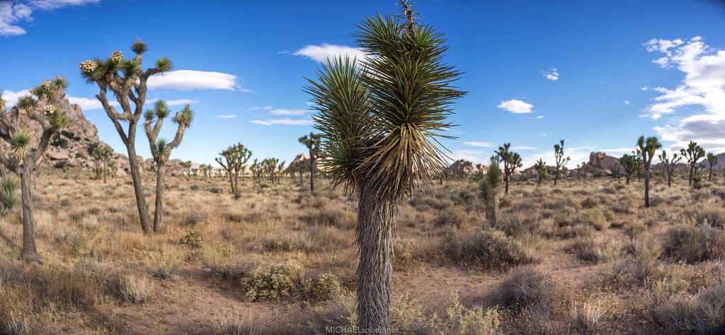 Joshua Tree National Park