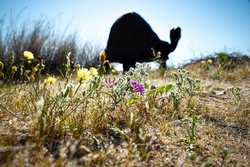 Anza-Borrego Desert State Park