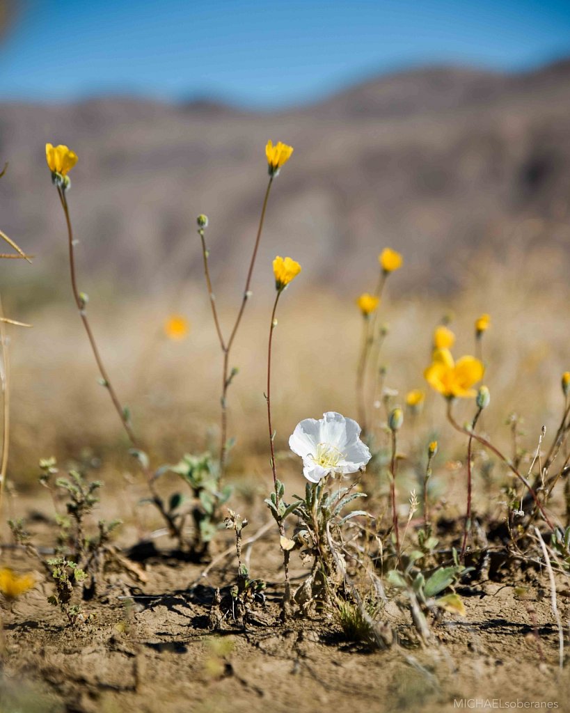 Anza-Borrego Desert State Park