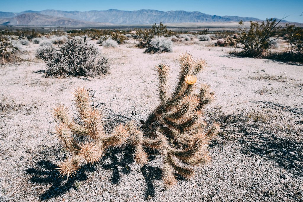 Anza-Borrego Desert State Park