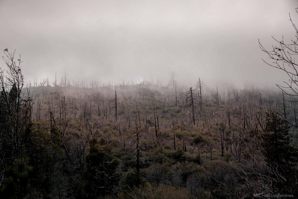 Cuyamaca Fog